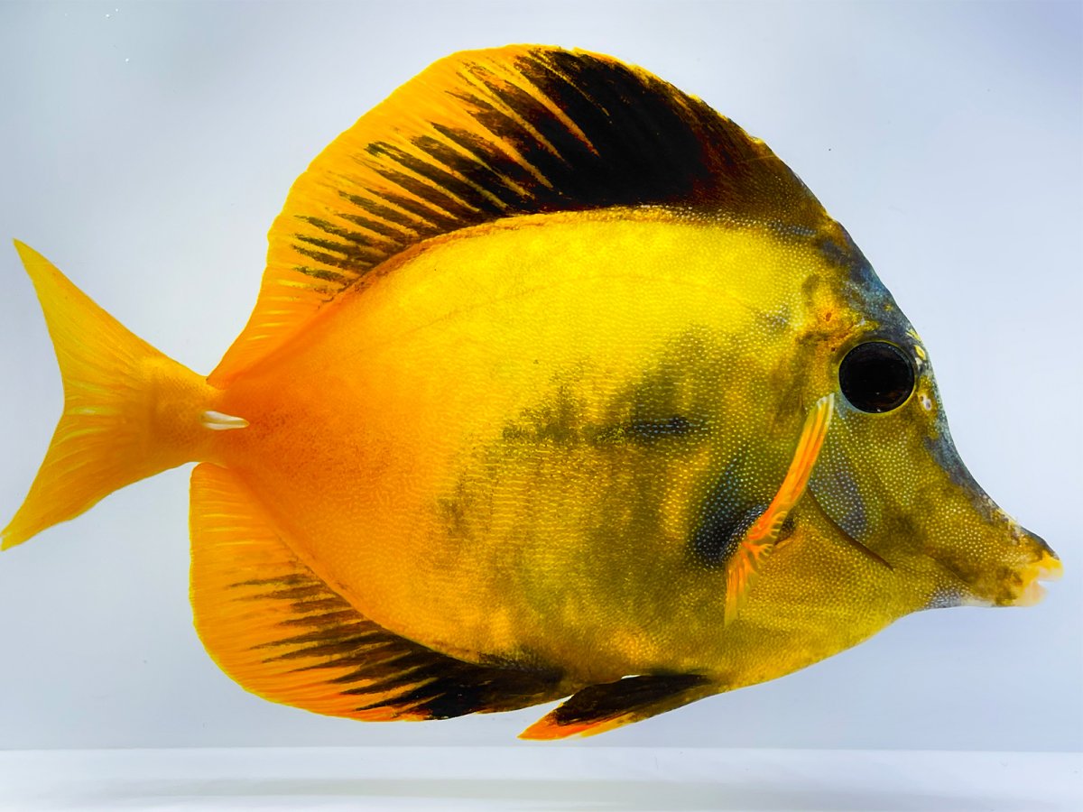 Yellow Koi 5.jpg