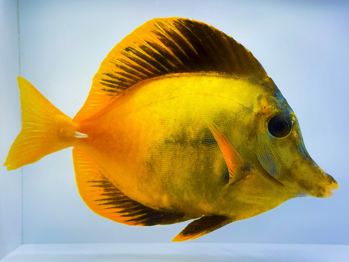 Yellow Koi.jpg