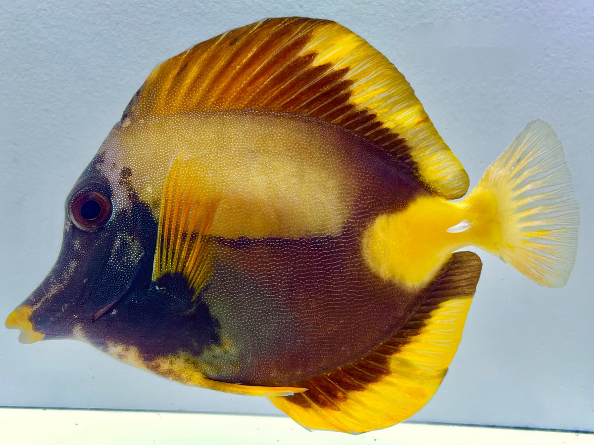 Yellow Koi Scopas 1.jpg