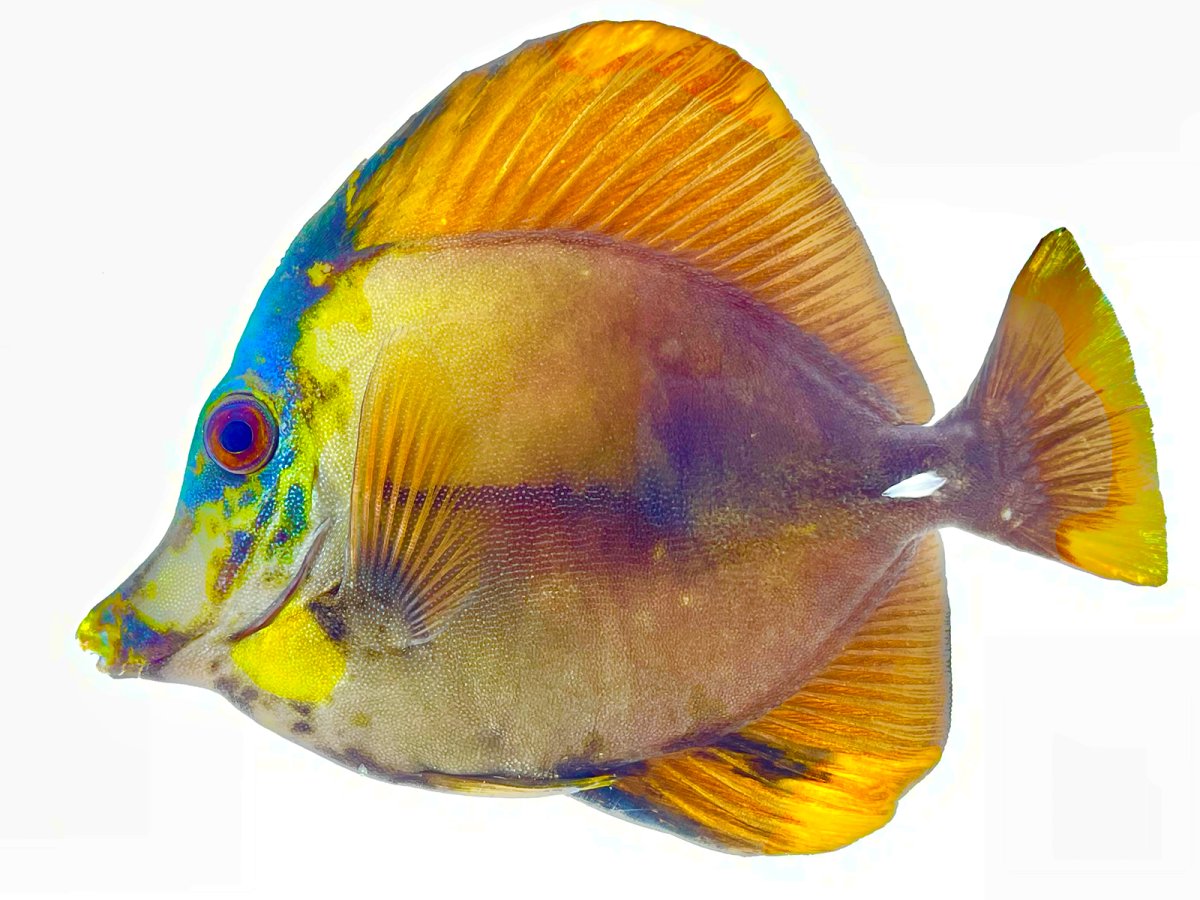 Yellow Koi Scopas 2.jpg