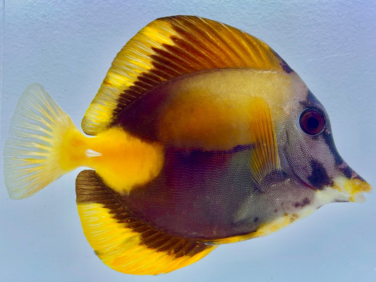 Yellow Koi Scopas.jpg