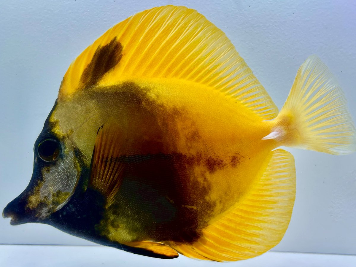 Yellow Koi_1 .jpg