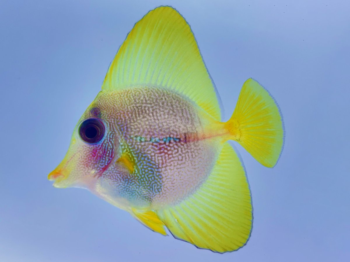 Yellow Purple Hybrid Tang.jpg