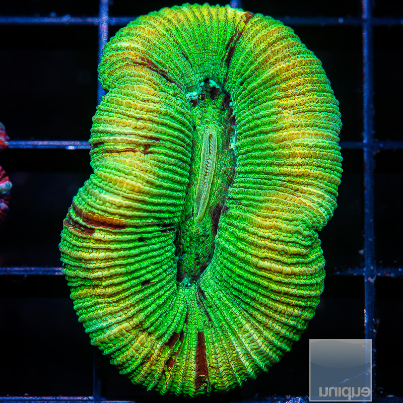 Yellow Rim Trachyphyllia 69 30.JPG