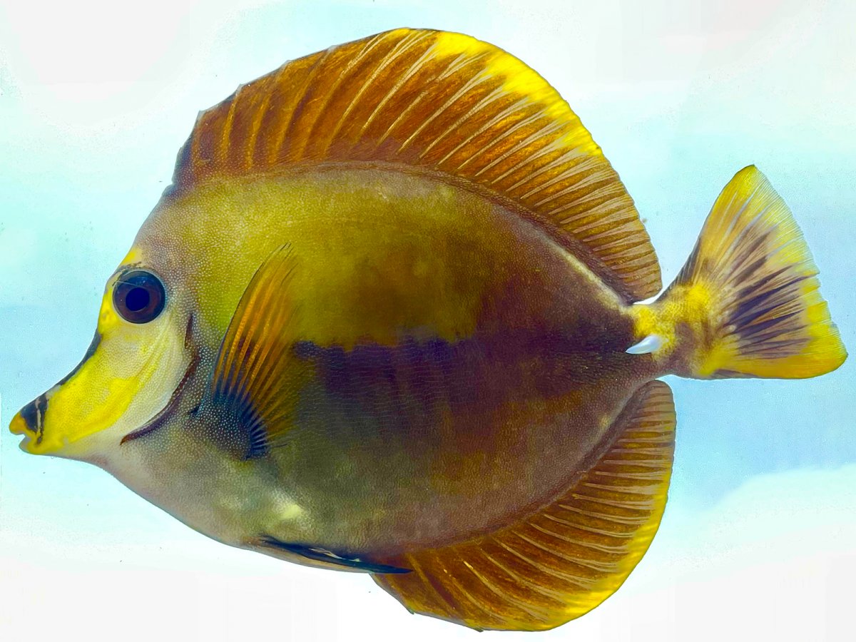 Yellow Scopas 1.jpg