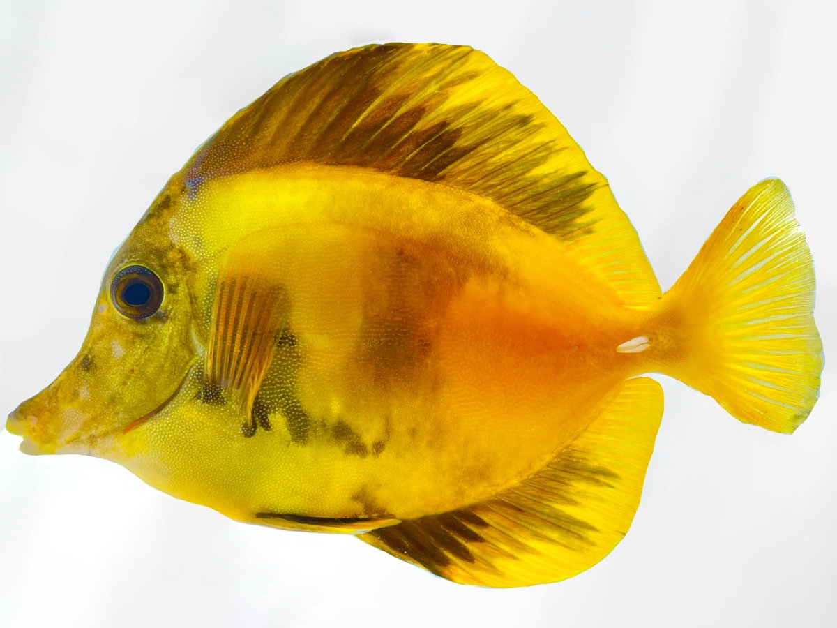 Yellow Scopas 1_1.jpg