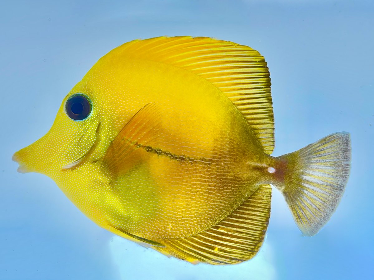 Yellow Scopas.jpg