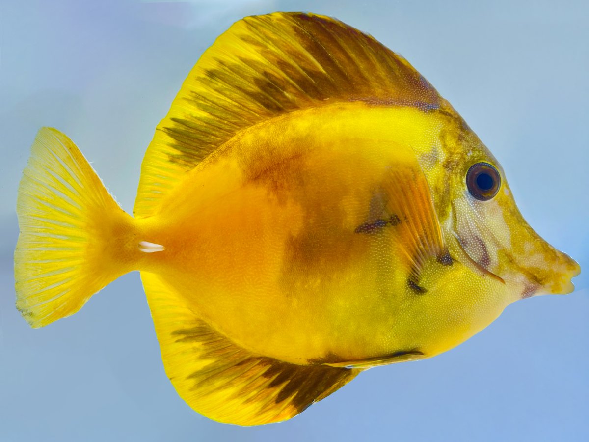 Yellow Scopas Tang 2.jpg