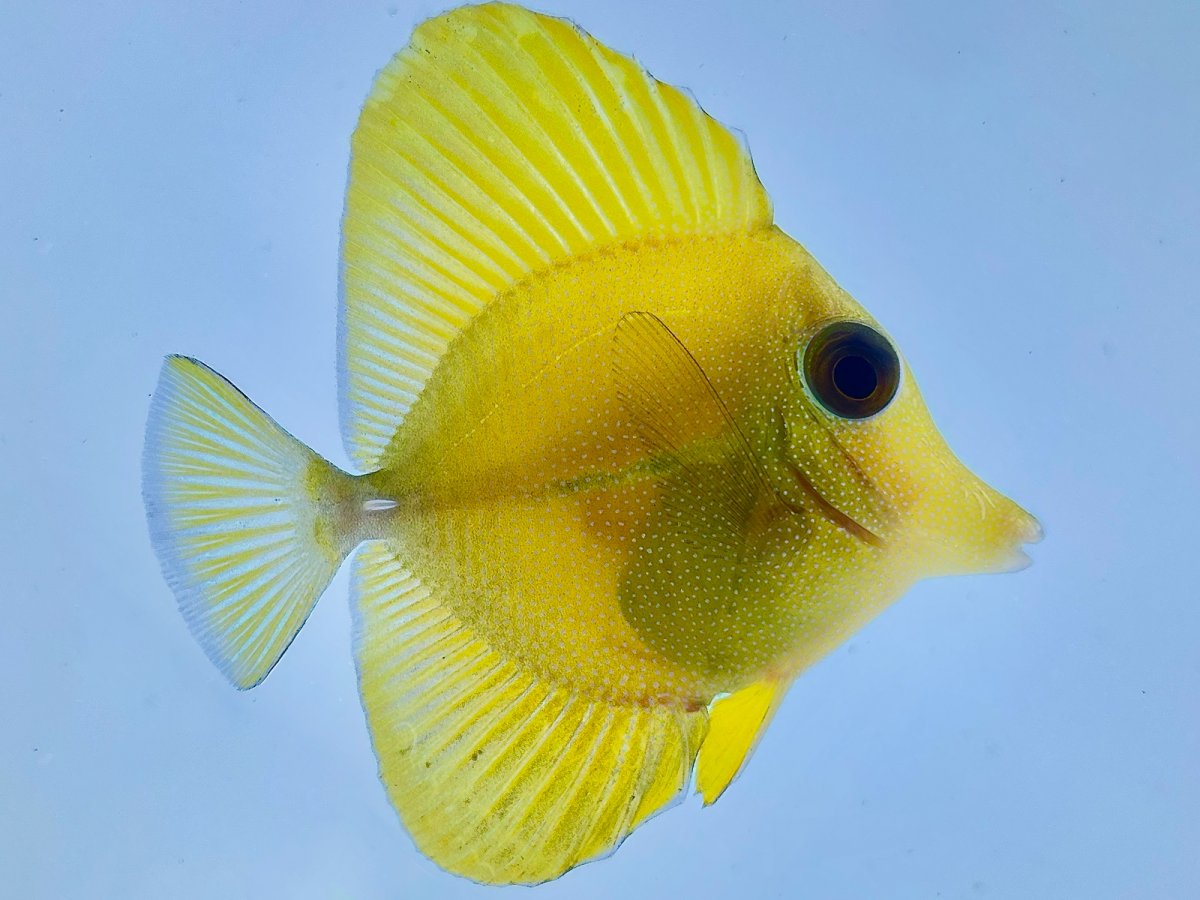 Yellow Scopas Tang.jpg