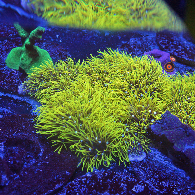 yellow Star Polyps 2.jpg