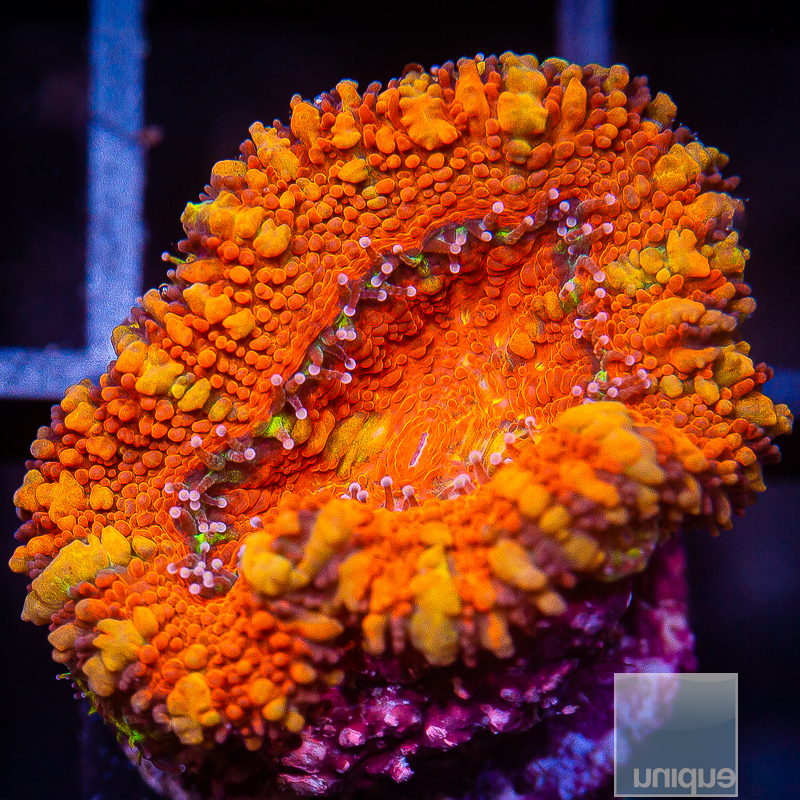 Yellow Streak Acan Lord 49 20.JPG