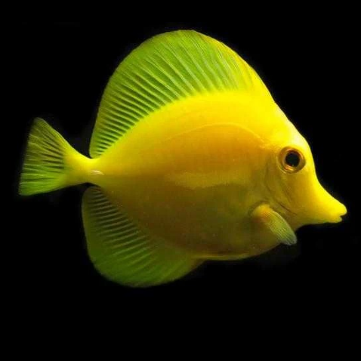 YELLOW TANG 1.png