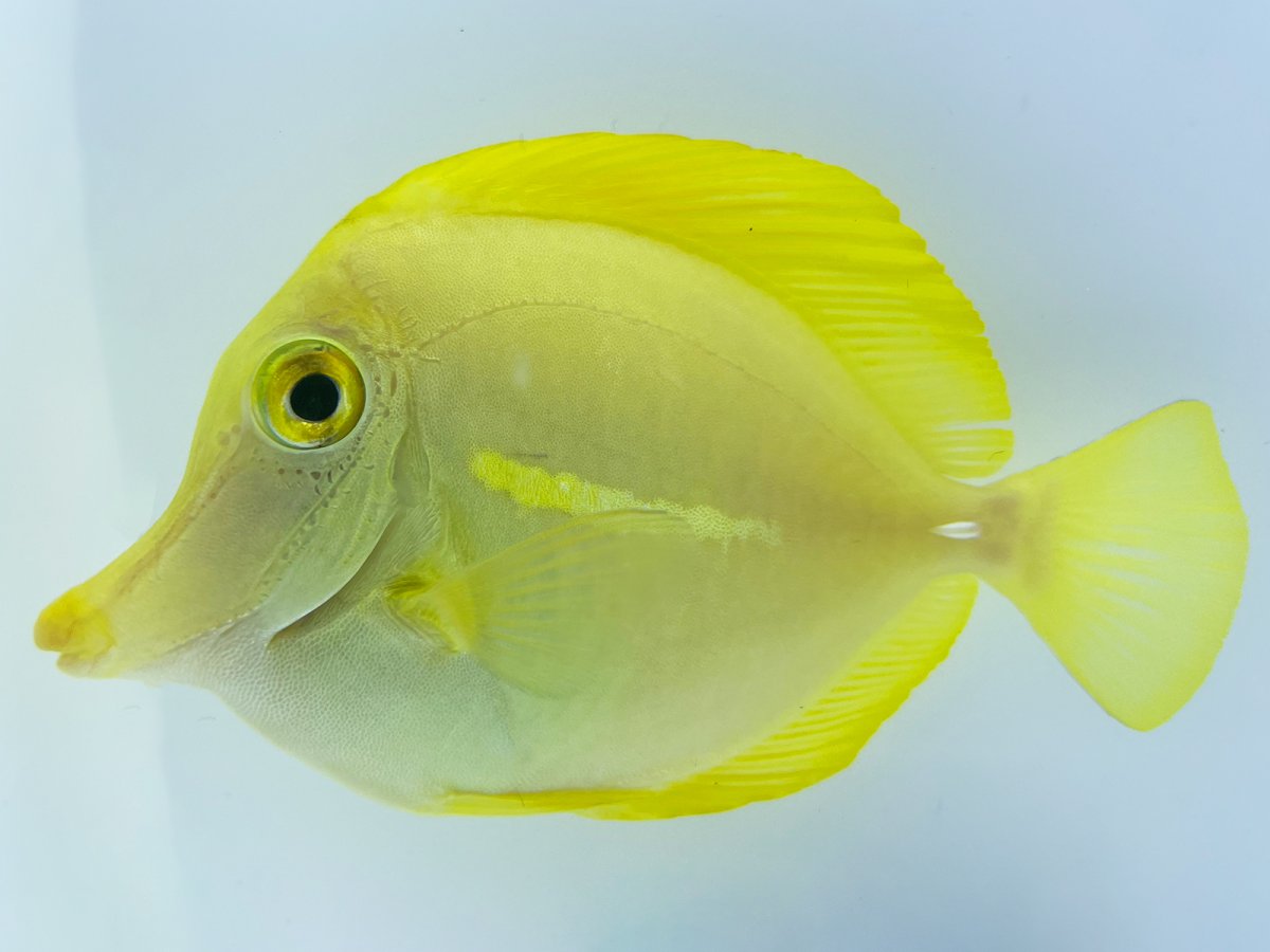 Yellow Tang.jpg