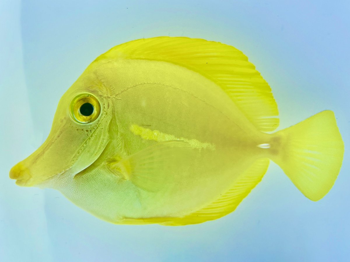 Yellow Tang.jpg