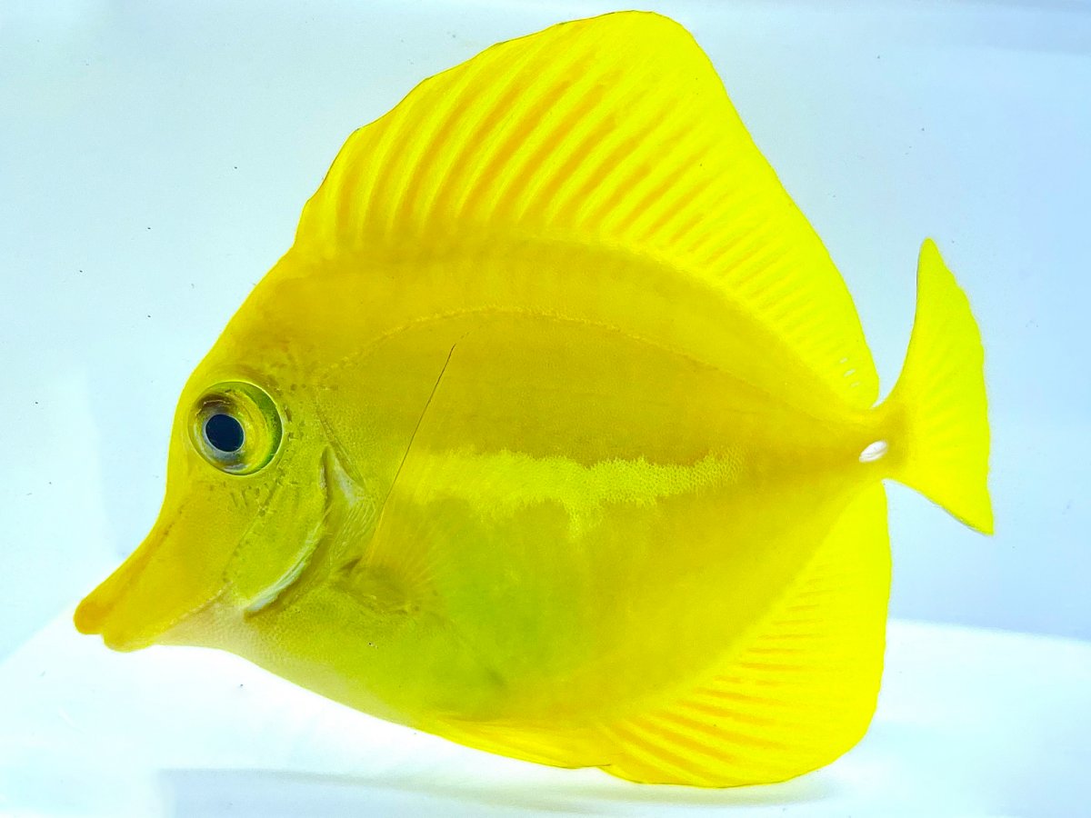 Yellow Tang.jpg