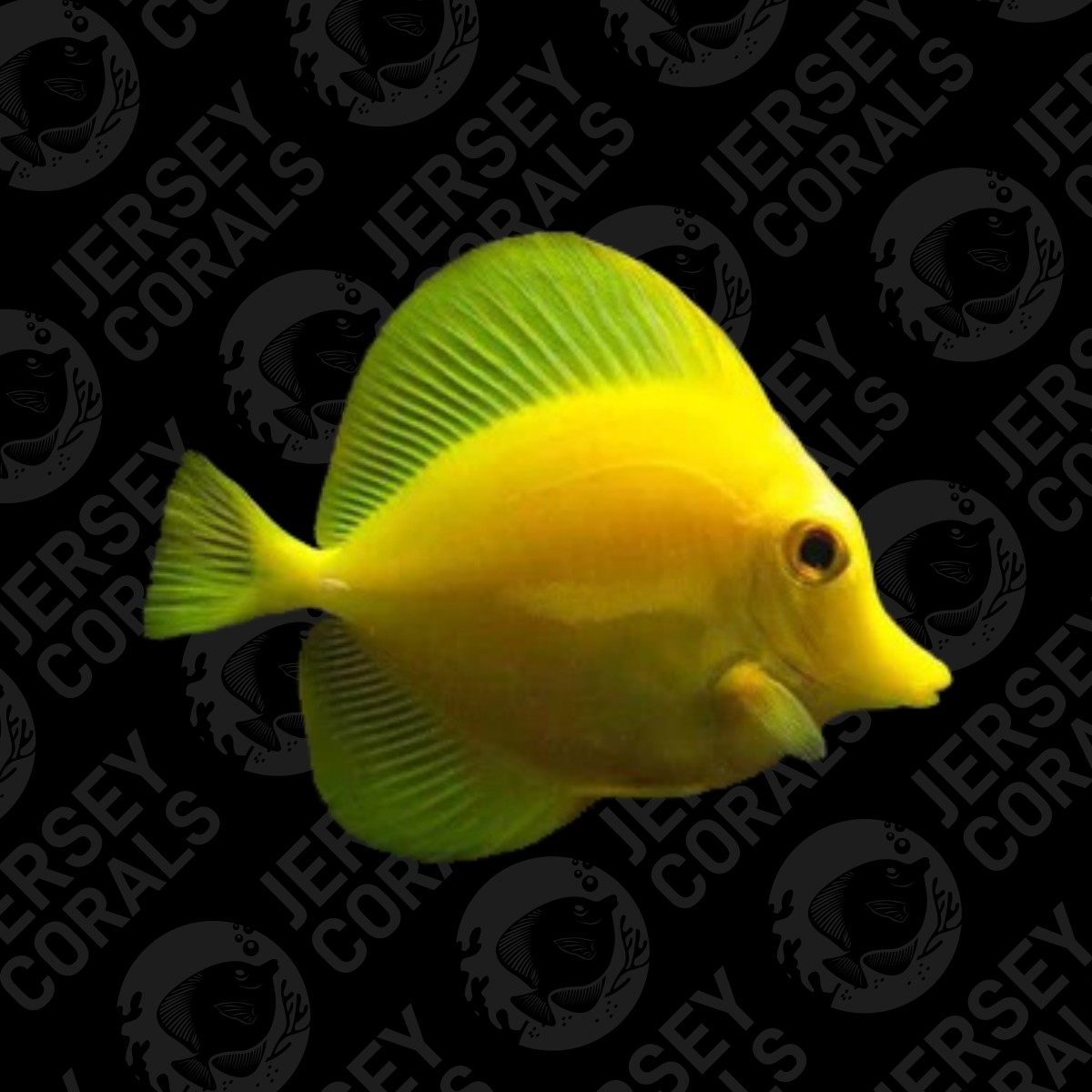 yellow tang.jpg