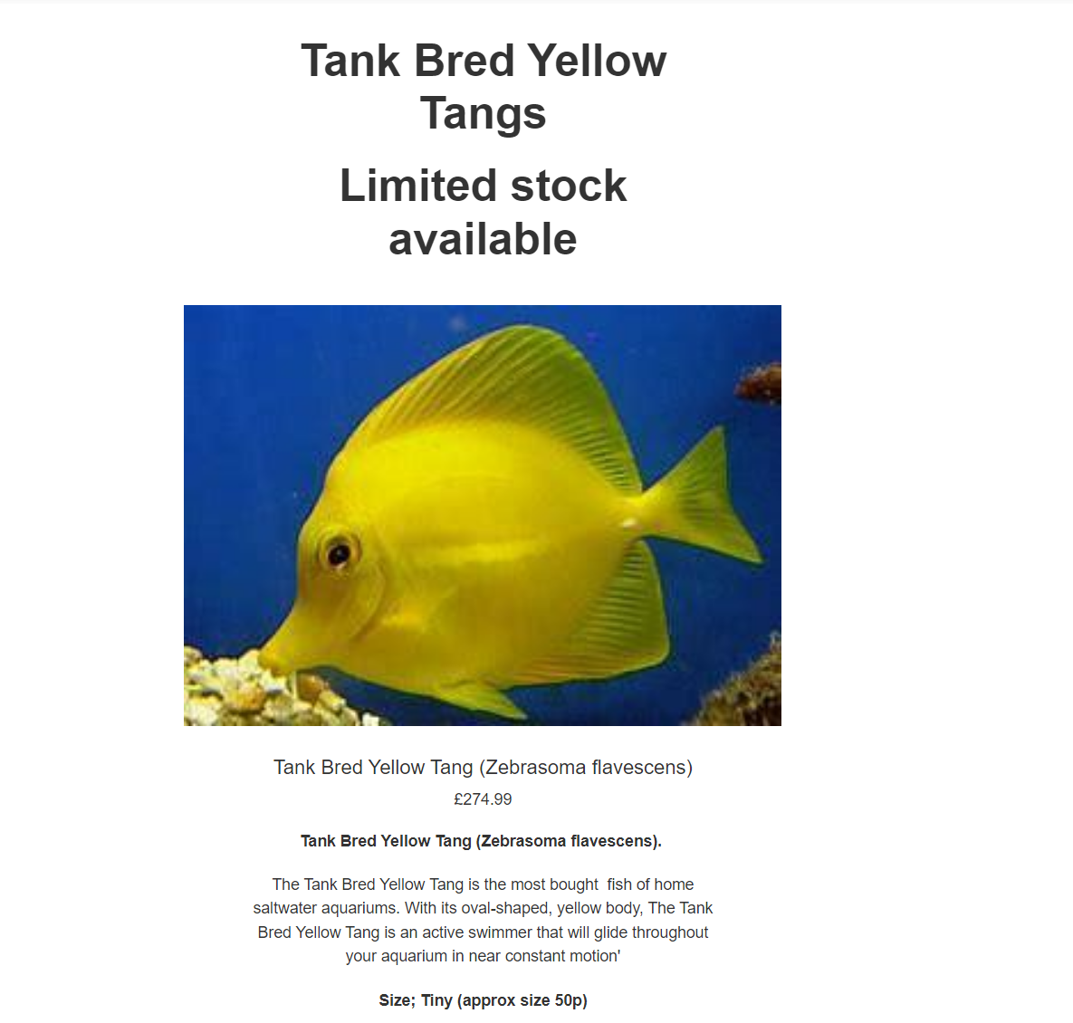 yellow tangg.png