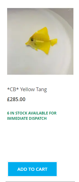 yellow tanggg.png