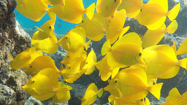 YELLOW TANGS.jpg