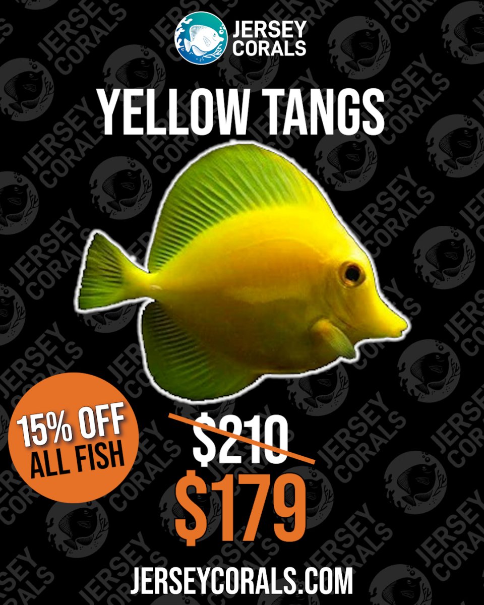 YELLOW TANGS.jpg