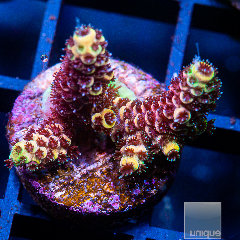 Yellow Tip Millepora 89 46.JPG