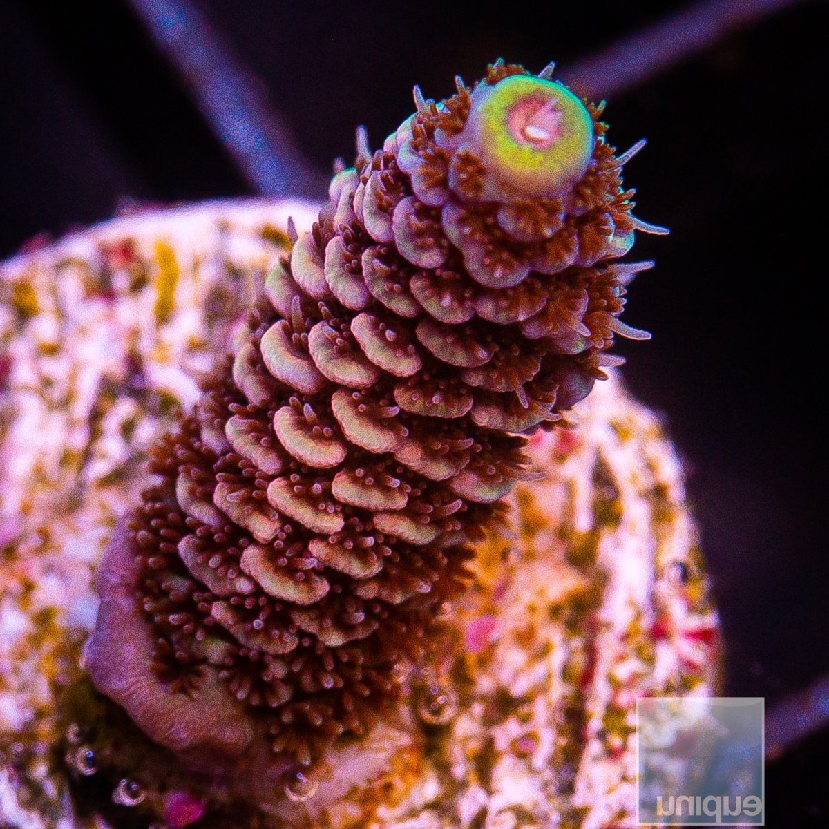 Yellow Tip Millepora 89 55.JPG