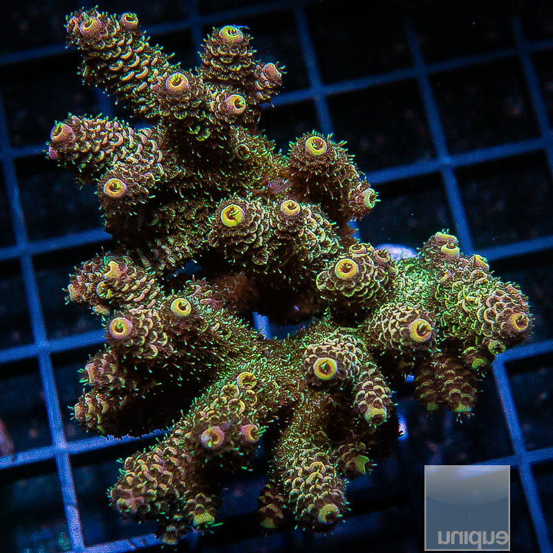 Yellow Tip Millepora Colony 299 120.JPG