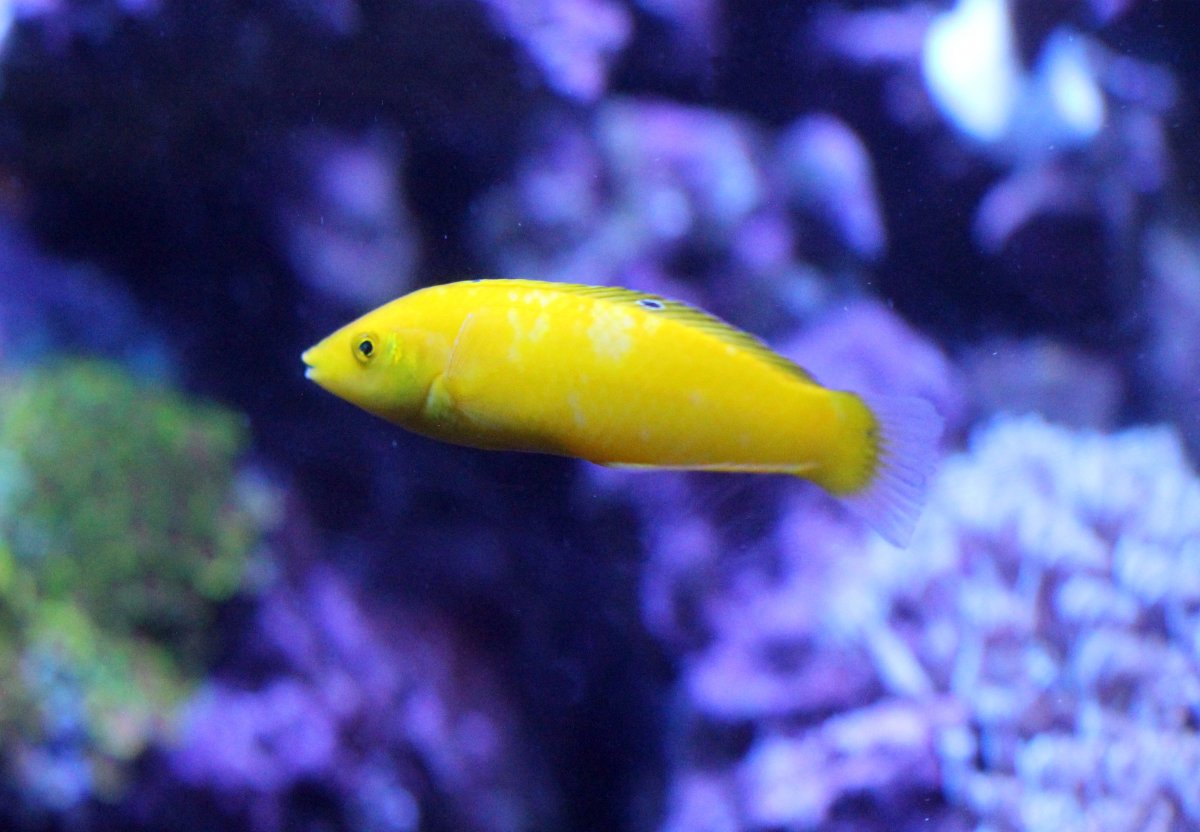 yellowcoris.jpg