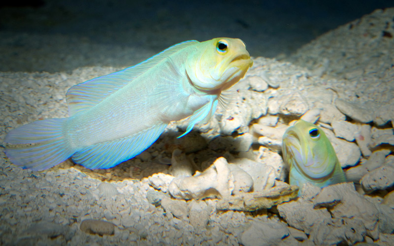 yellowhead-jawfish.jpg