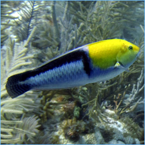 Yellowhead-Wrasse-or-Neon-Wrasse.png