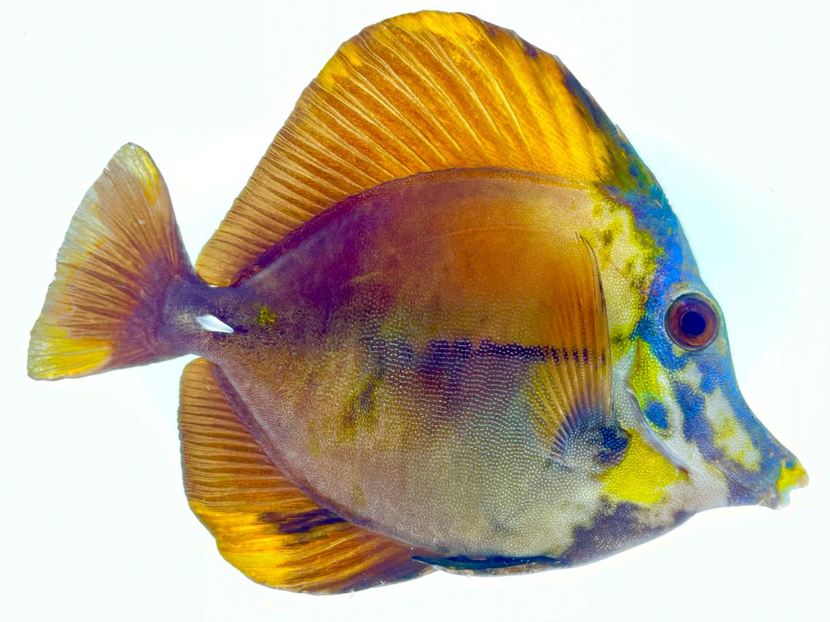 Yellown Koi Scopas Tang 1.jpg