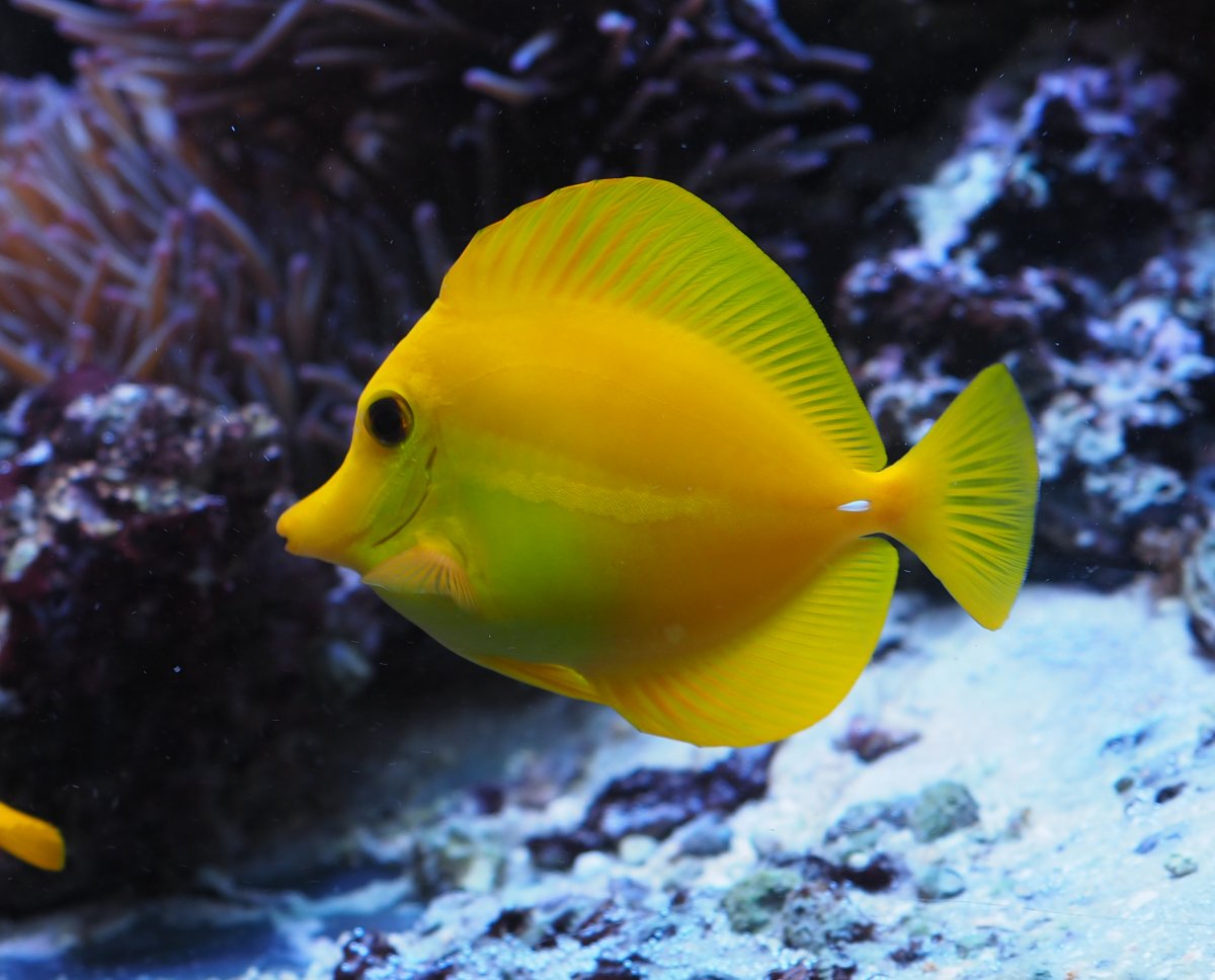 YellowTang2019052501.jpg