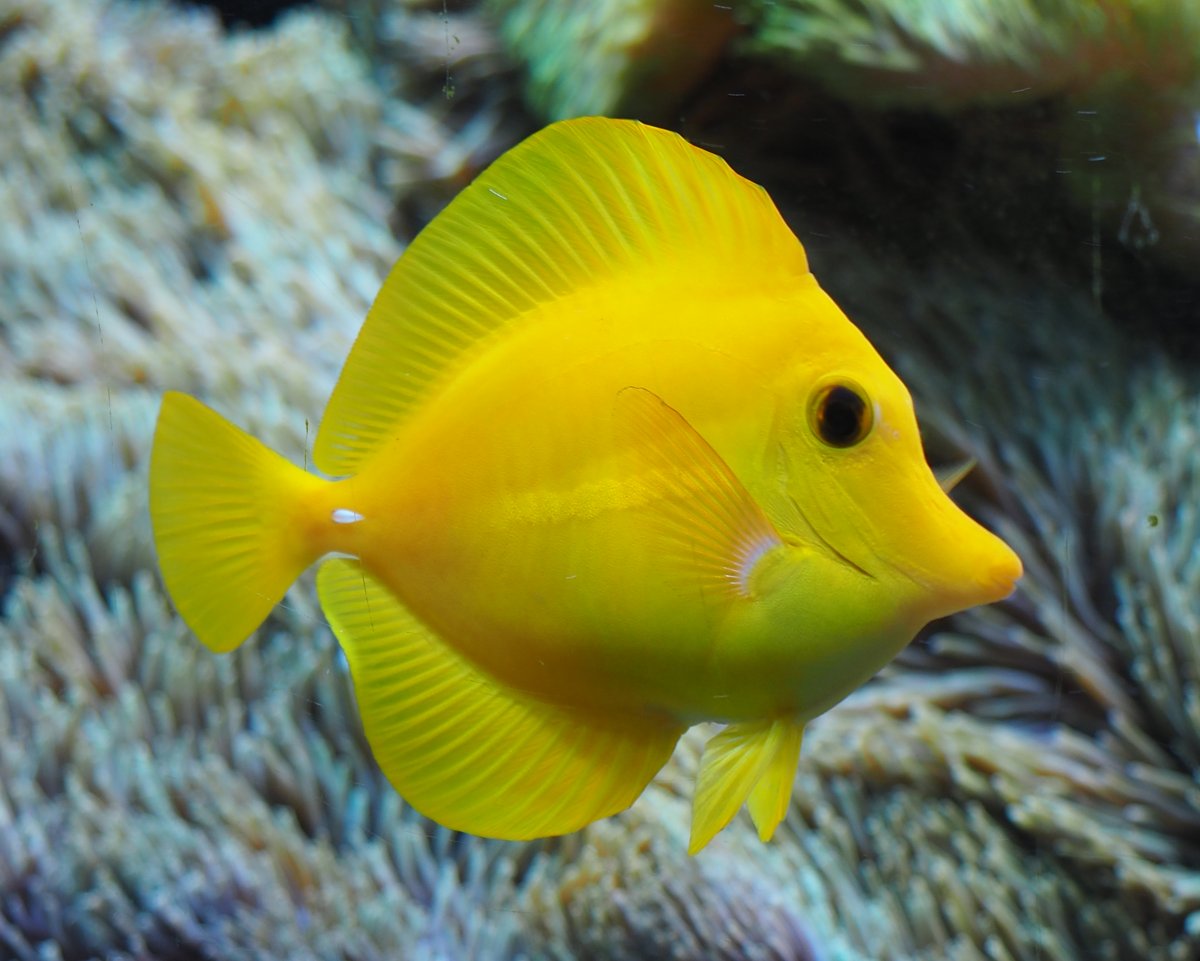 YellowTang2019052801.jpg