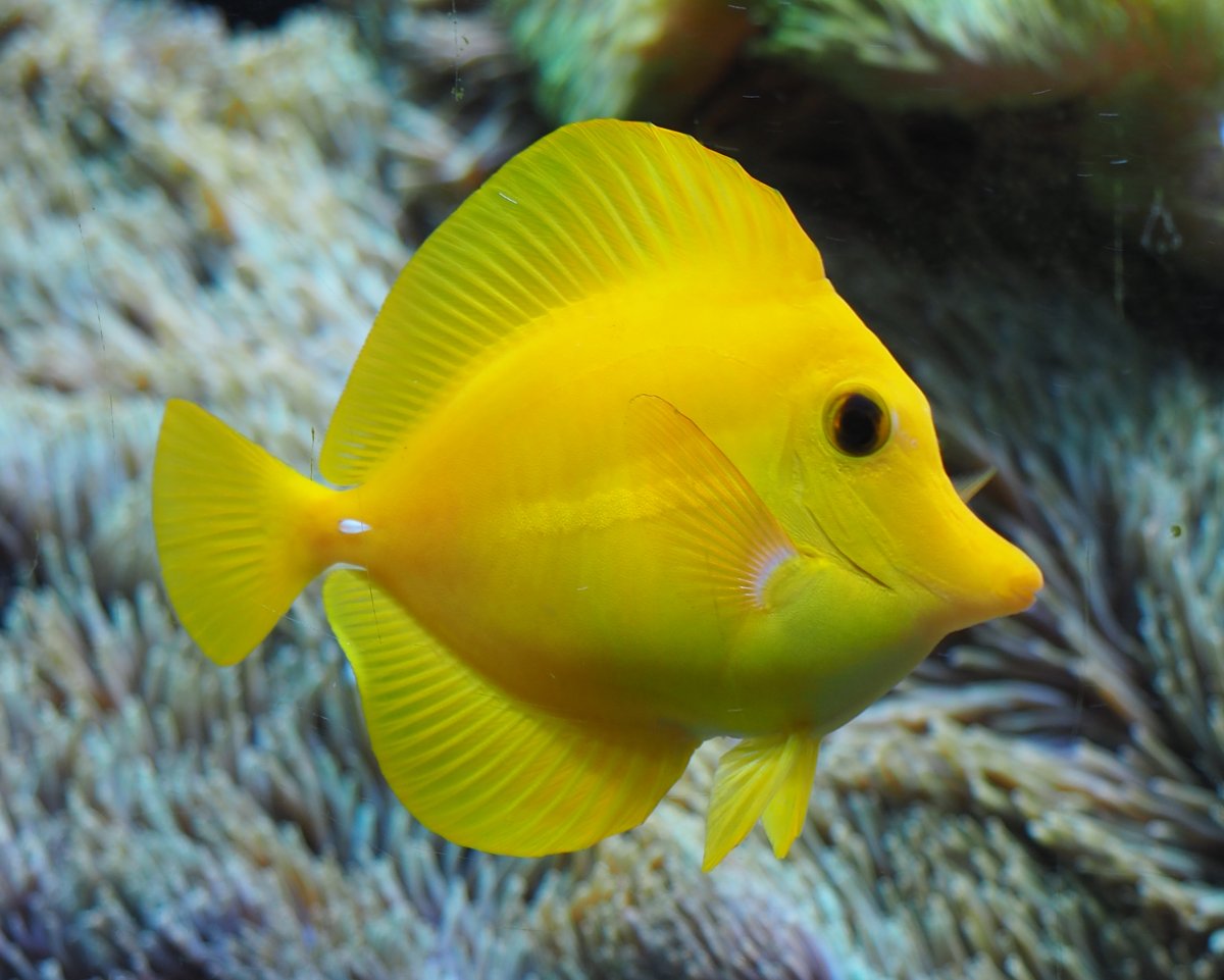 YellowTang2019052801.jpg