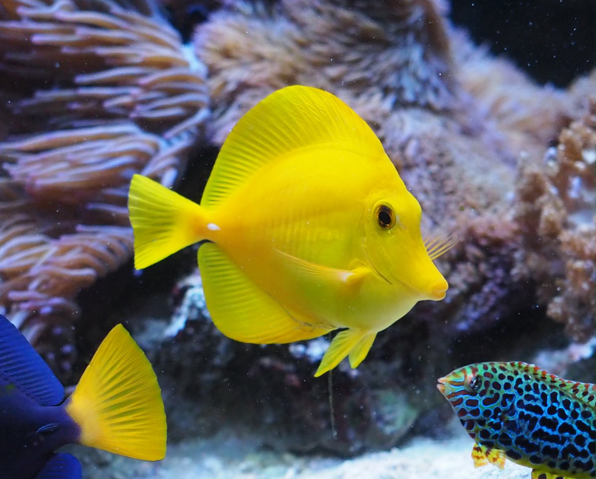 YellowTang2019061601.jpg