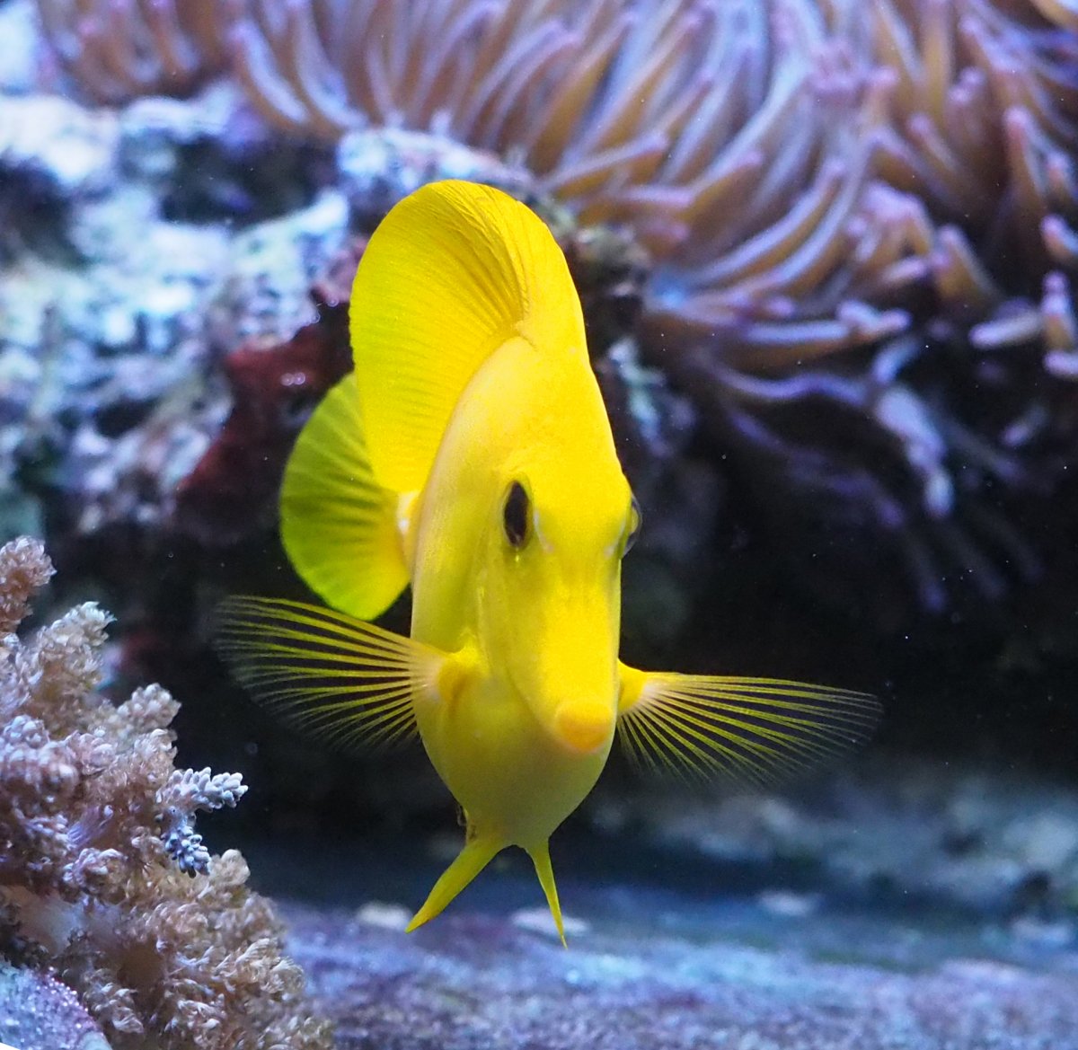 YellowTang2019062401.jpg