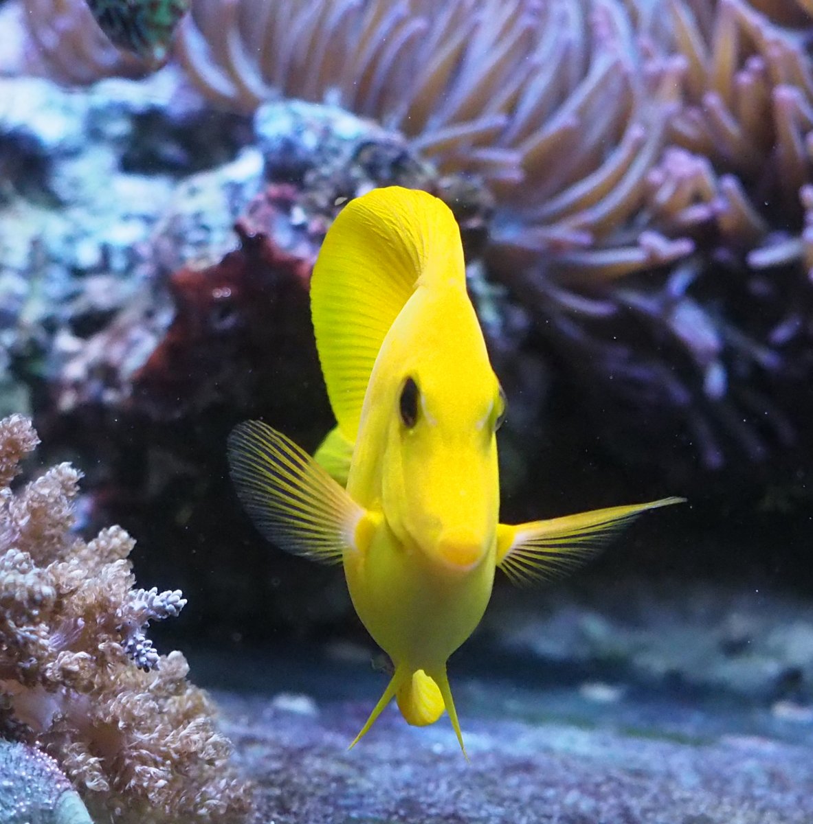 YellowTang2019062402.jpg