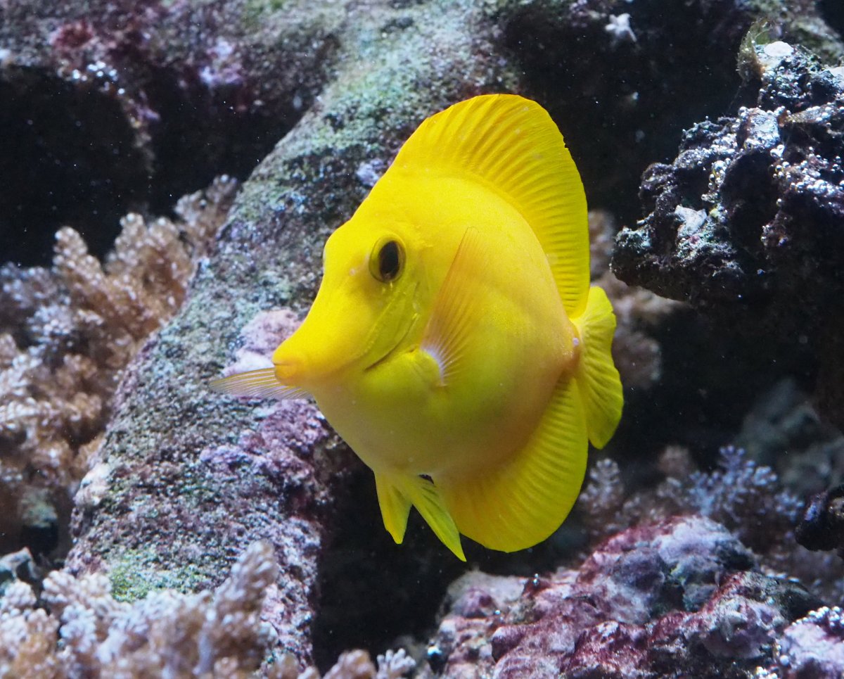 YellowTang2019102201.jpg