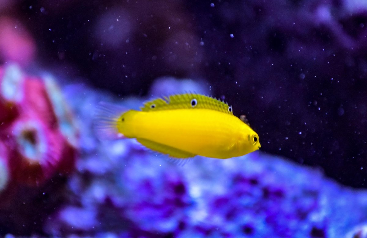 Yellowwrasse.jpg