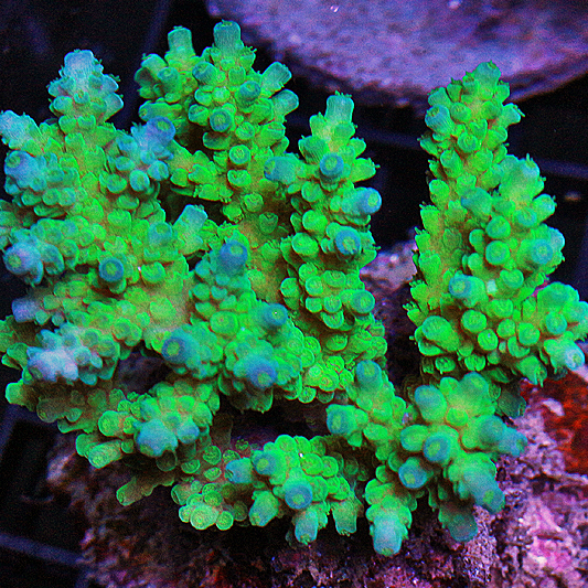 YR Emerald Bay Acro.jpg