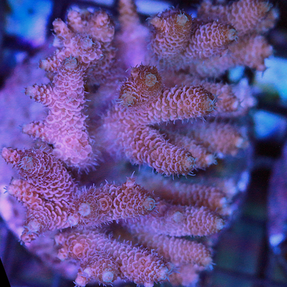 YR Pastel Rose Millipora.jpg