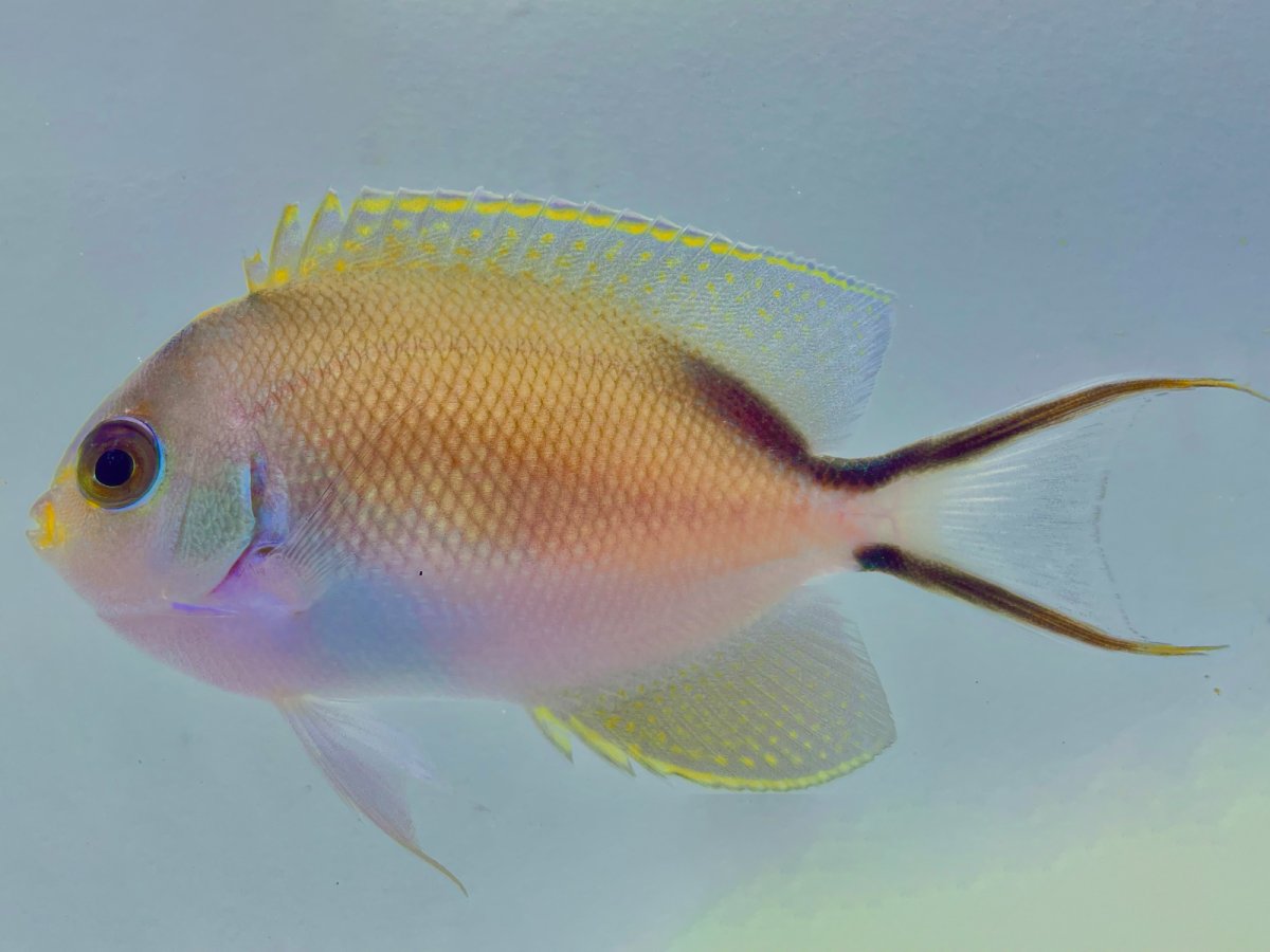 Zebra Angelfish.jpg