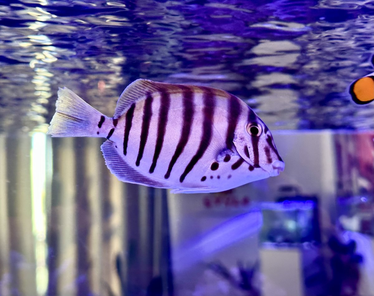 Zebra Tang.jpg