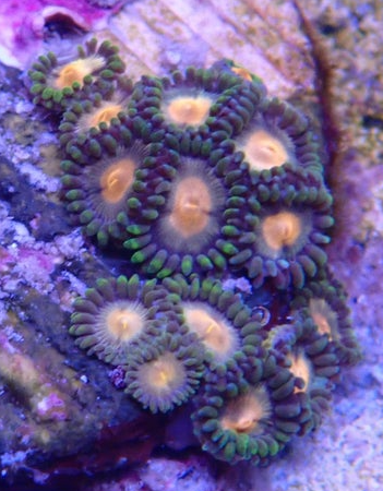 Zoa 1.png