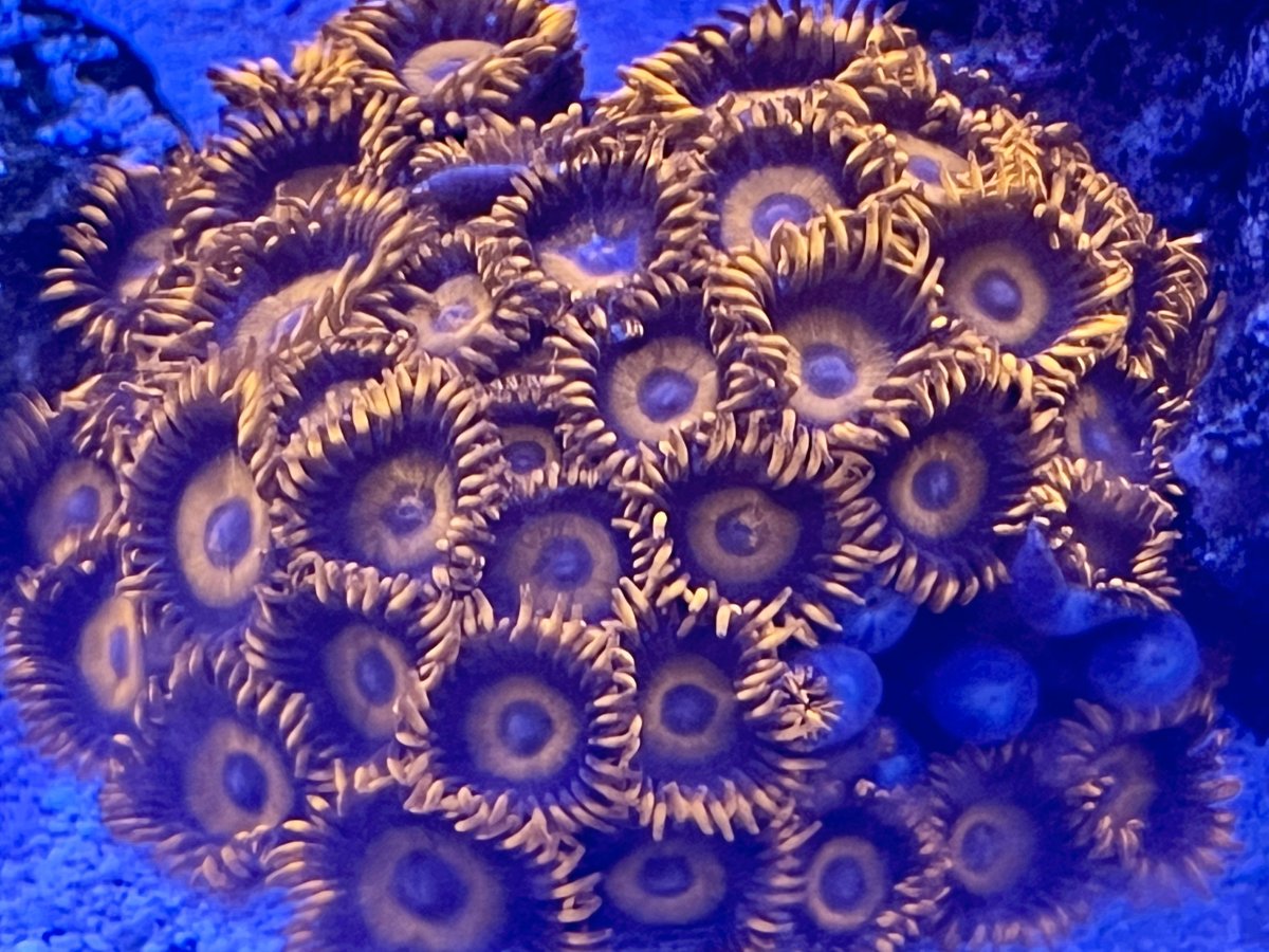 zoa-2024-06-13.jpg