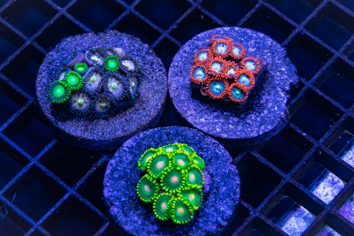 Zoa 3 Pack.jpg