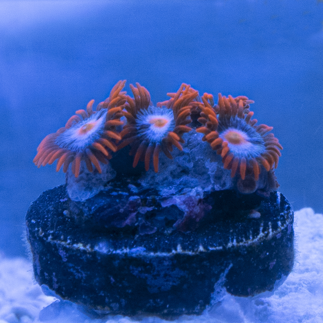 zoa frag 4202020.jpg