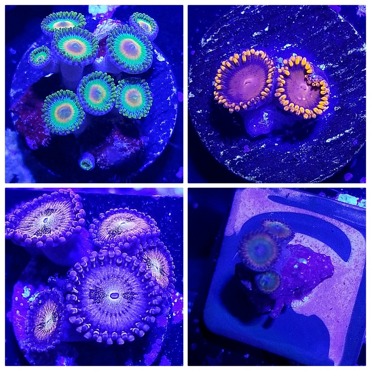 zoa frag pack.jpg