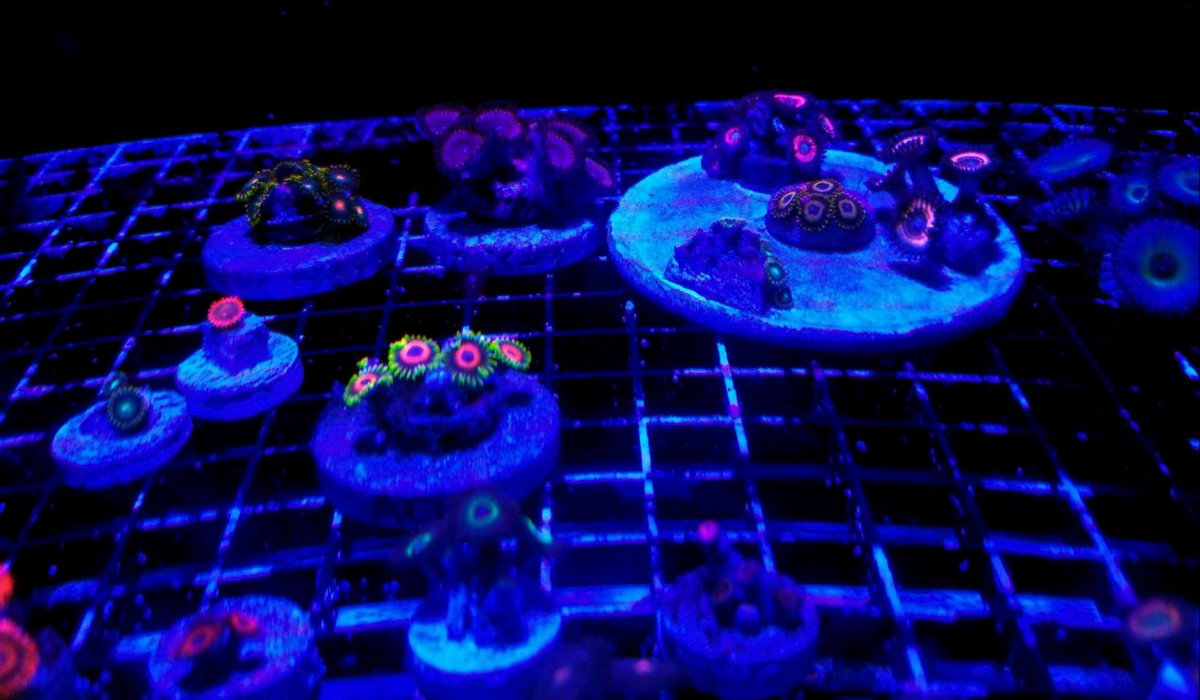 Zoa Frag Tank 2.jpg