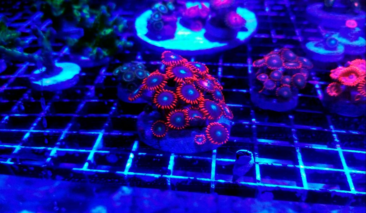 Zoa Frag Tank 3.jpg